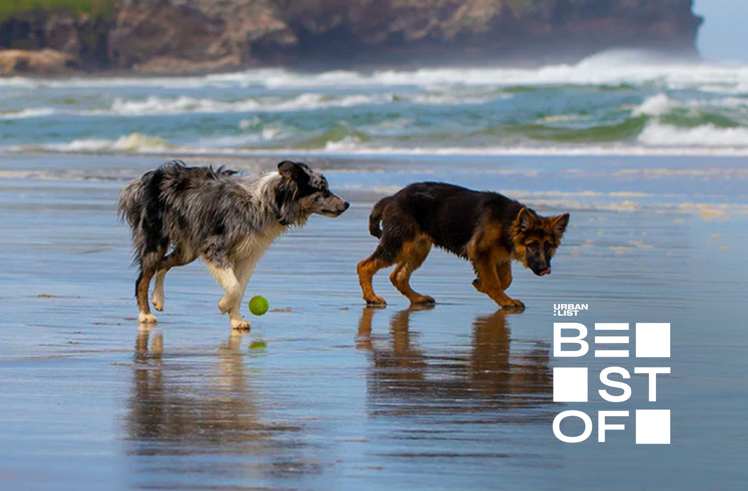 Two dogs playing on the beach at a camping spot in NSW