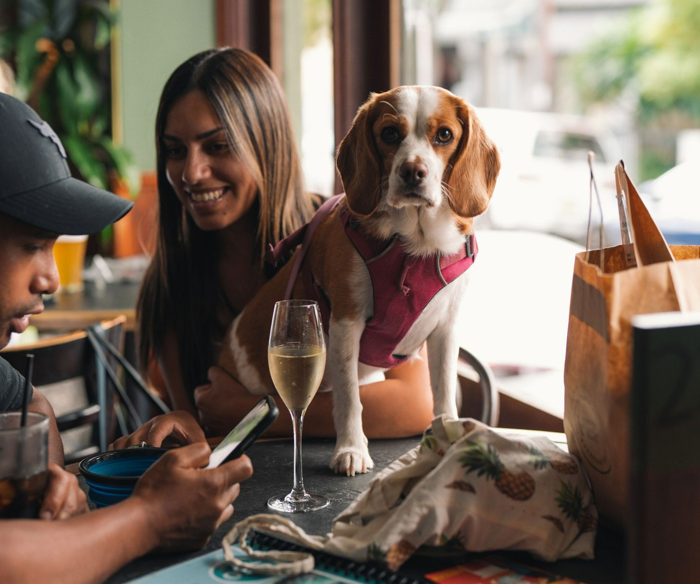 A dog at The Erko, a dog-friendly pub in Sydney