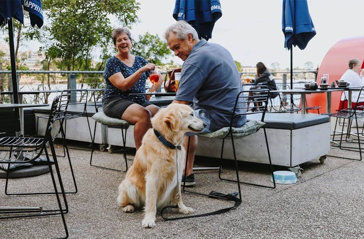 a dog next to two people in a bar