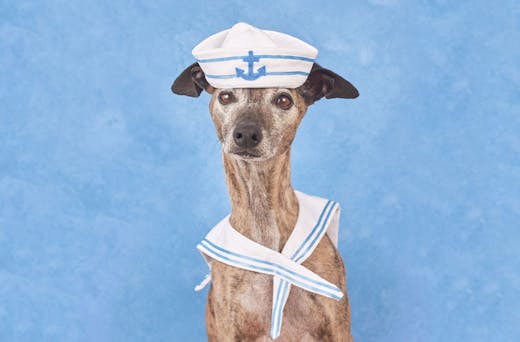 FYI You Can Get Your Dog's Photo Taken In A Sailor Get Up This Weekend |  Urban List Melbourne