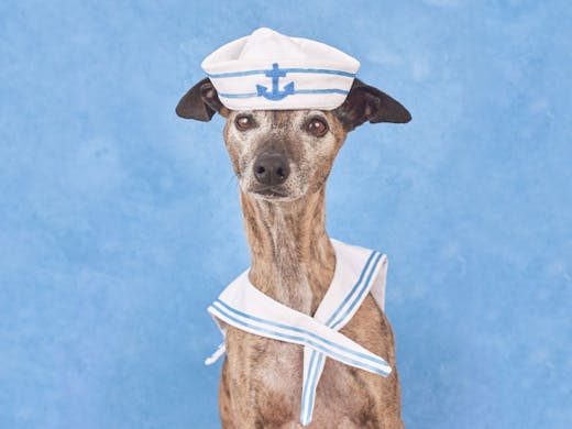 FYI You Can Get Your Dog's Photo Taken In A Sailor Get Up This Weekend | Urban List Melbourne