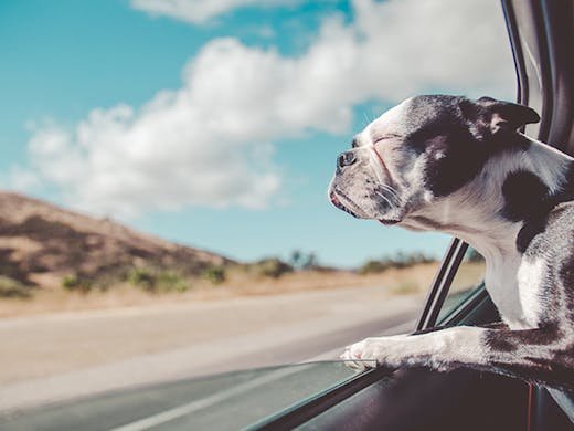 The Best Winery Tours You Can Do With Your Dog In Nsw Urban List Sydney