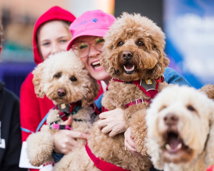 dog lovers festival and cat lovers festival sydney