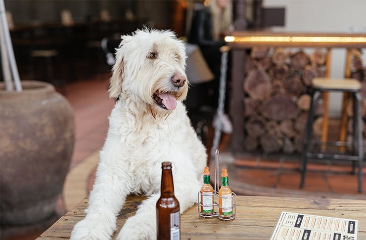 There's A Sunday Sesh You Can Bring Your Dog To In Perth This Weekend