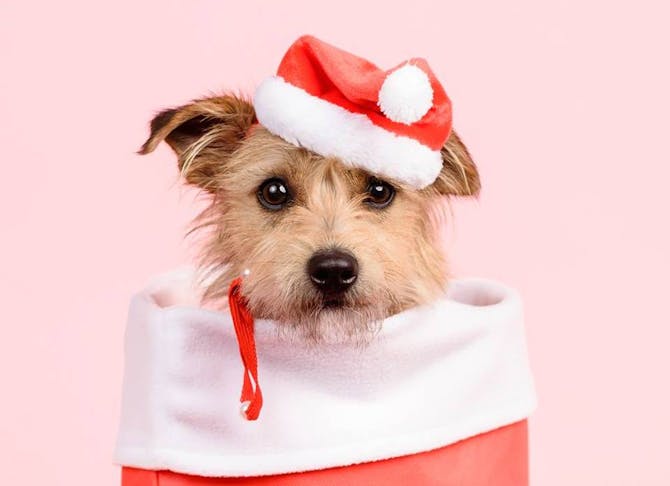 dog_christmas_portraits