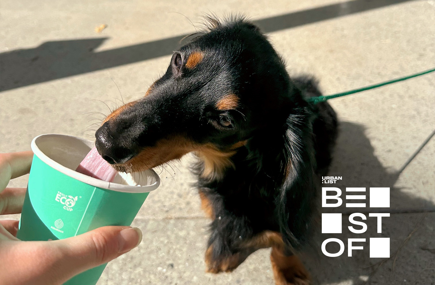 15 Of Brisbane’s Most DogFriendly Cafes URBAN LIST BRISBANE