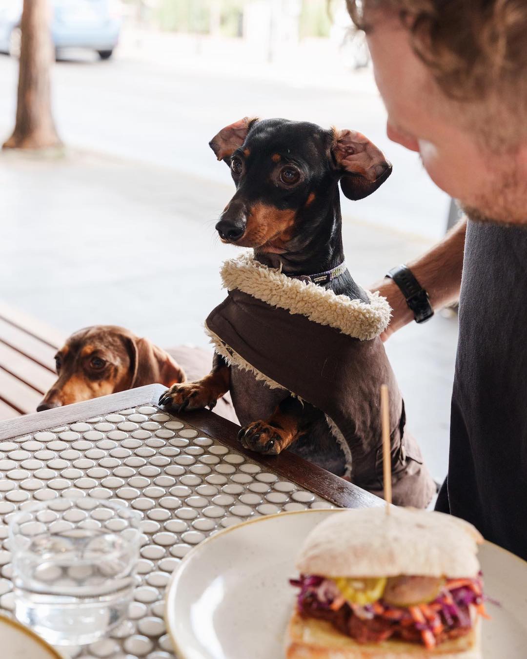 dog friendly cafes sydney dachshund coffee