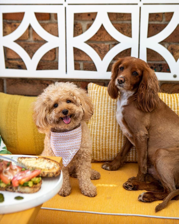 dog friendly cafes sydney la bottega