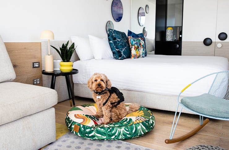 a dog sitting on a dog bed in a hotel room