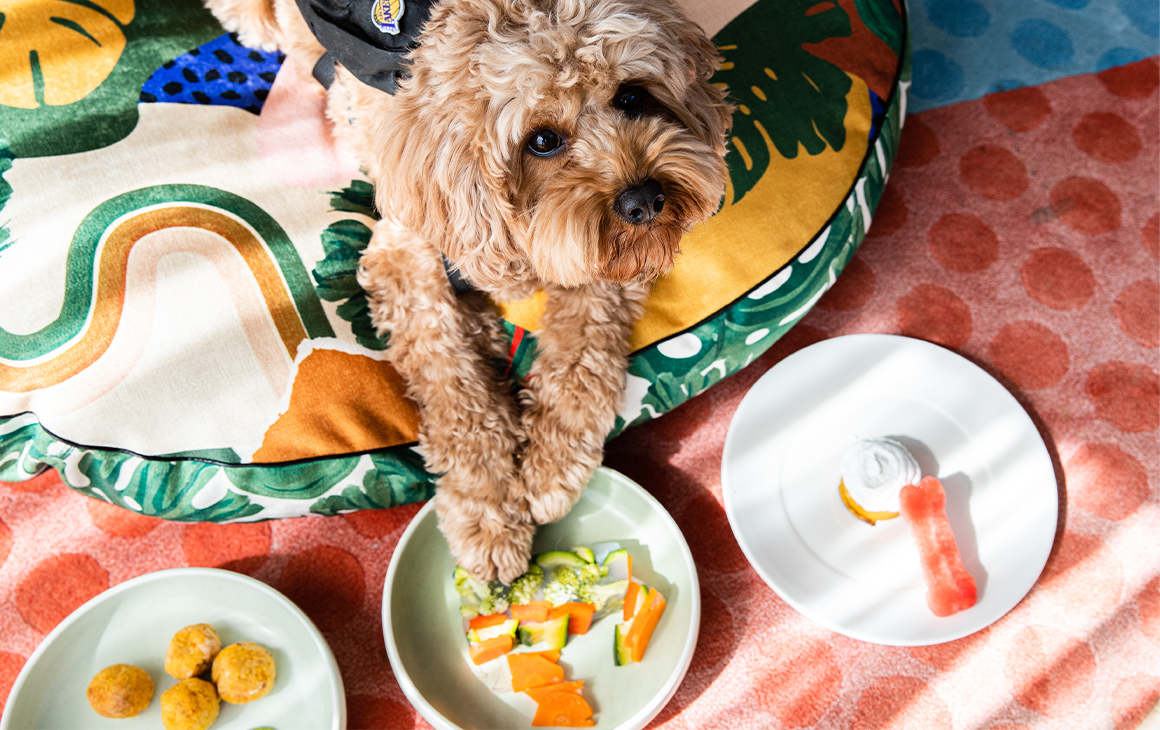 a cute dog with three plates of food in front of him