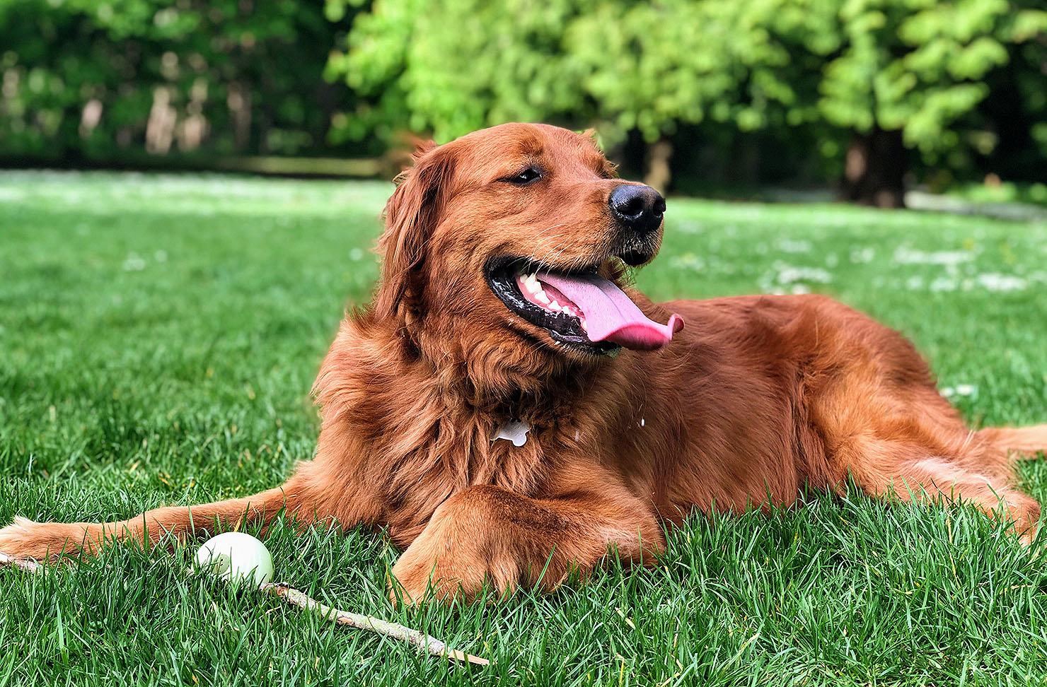 Pets URBAN LIST NEW ZEALAND