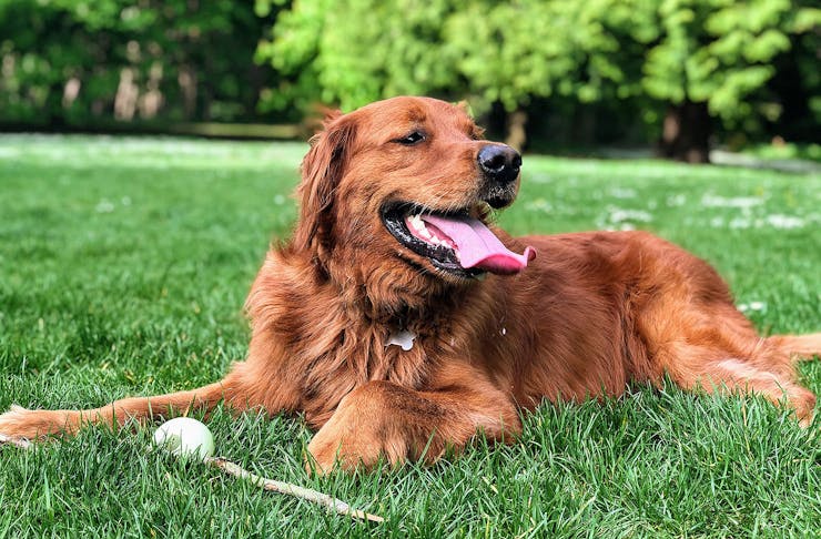 A dog takes a breather on the grass while a stick and ball lies nearby. These are the best dog parks in Auckland.