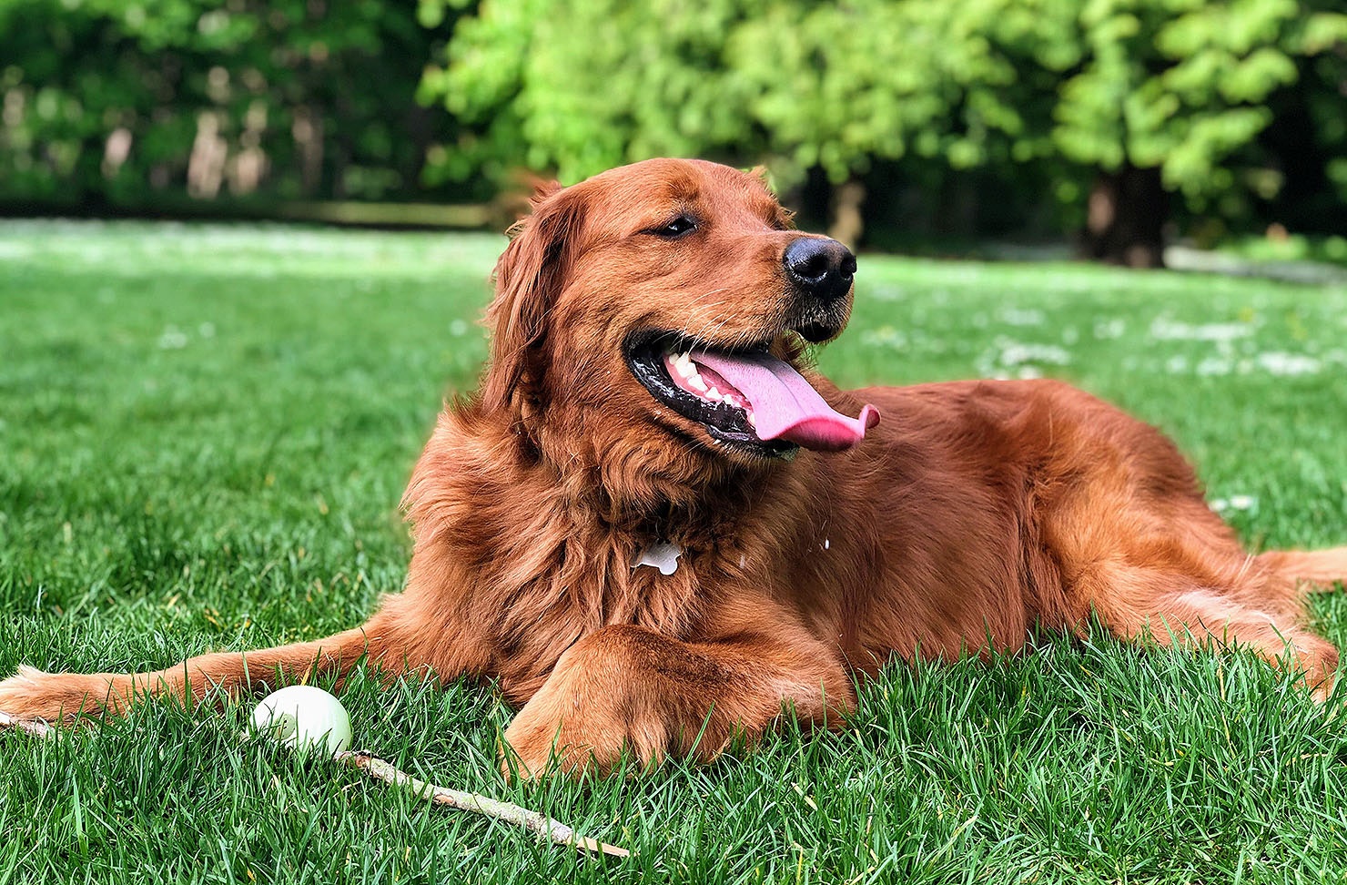 A dog takes a breather on the grass while a stick and ball lies nearby. These are the best dog parks in Auckland.