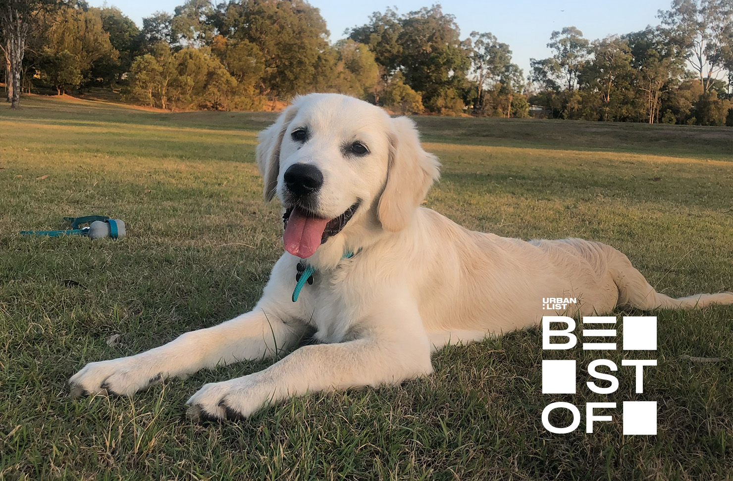 12 Of Brisbane's Best Dog Parks | URBAN LIST BRISBANE