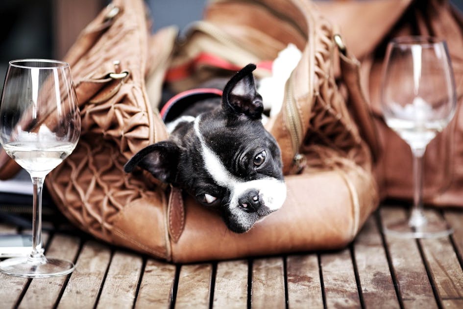 A Dog-Friendly Winery Cinema Is Coming To Melbourne! | Urban ...