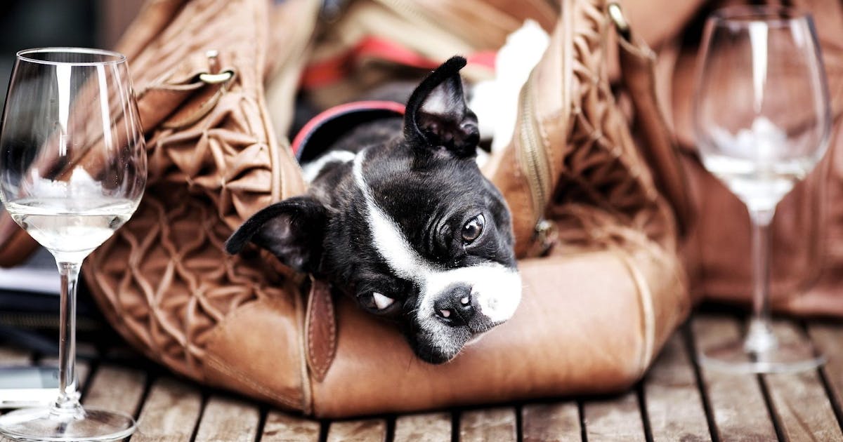 A Dog-Friendly Winery Cinema Is Coming To Melbourne! | Urban ...