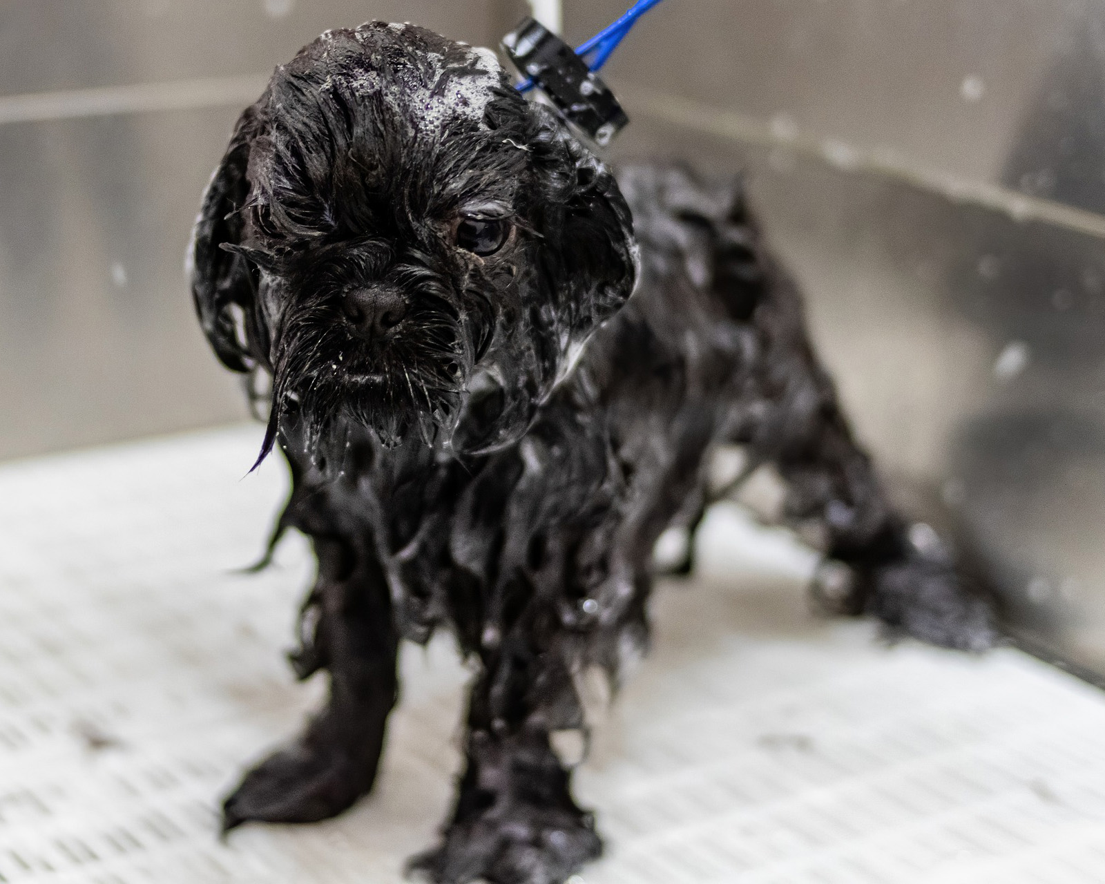 Small black dog getting a bath in the tub at the grooming salon