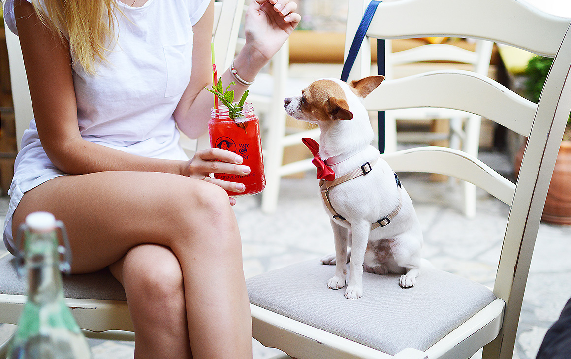 should dogs be allowed in cafes