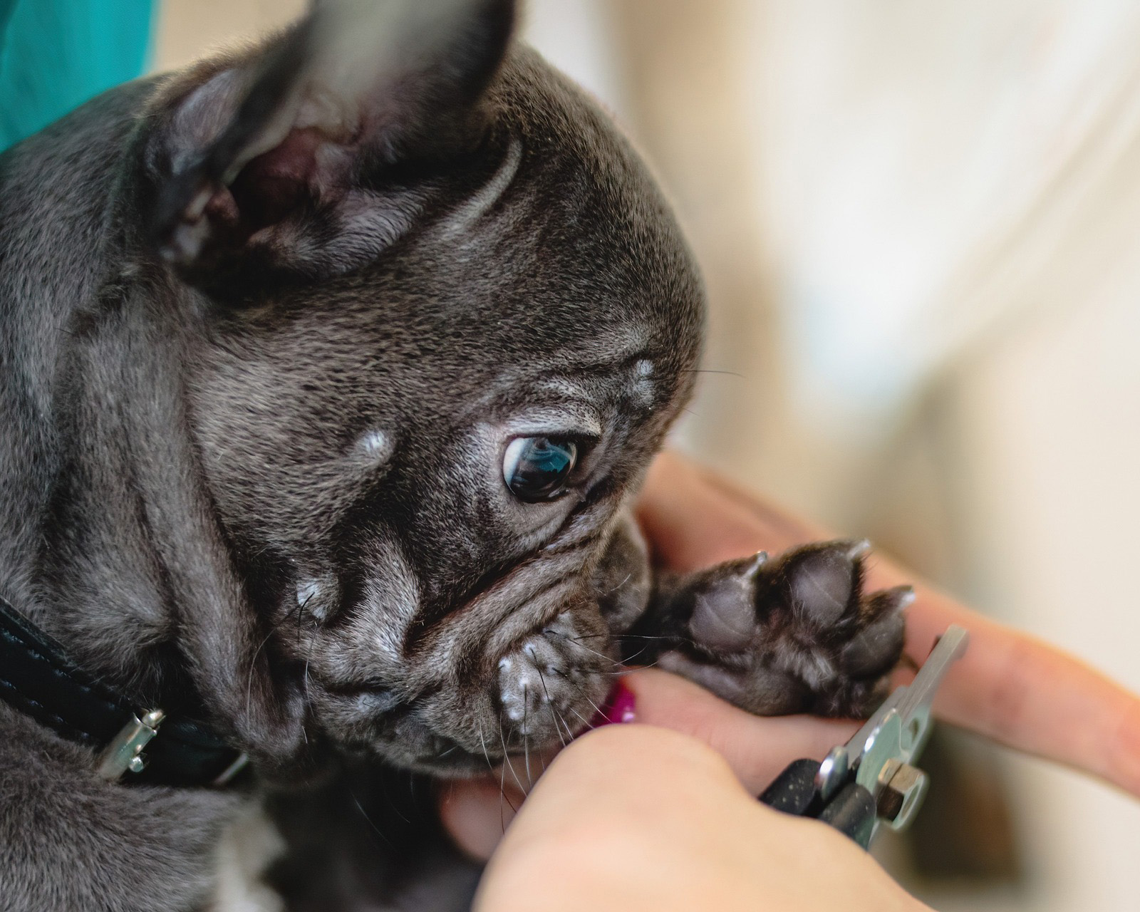 A French Bulldog pup getting it's nails clipped at the grooming salon