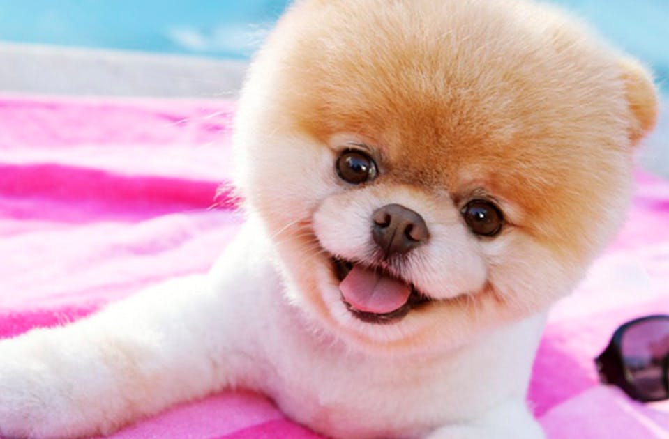 14 Dogs You Should Be Following On Instagram | URBAN LIST GLOBAL