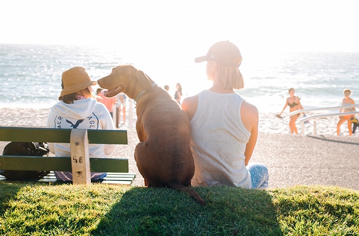 The Best Pet-Friendly Accommodation On The Sunshine Coast