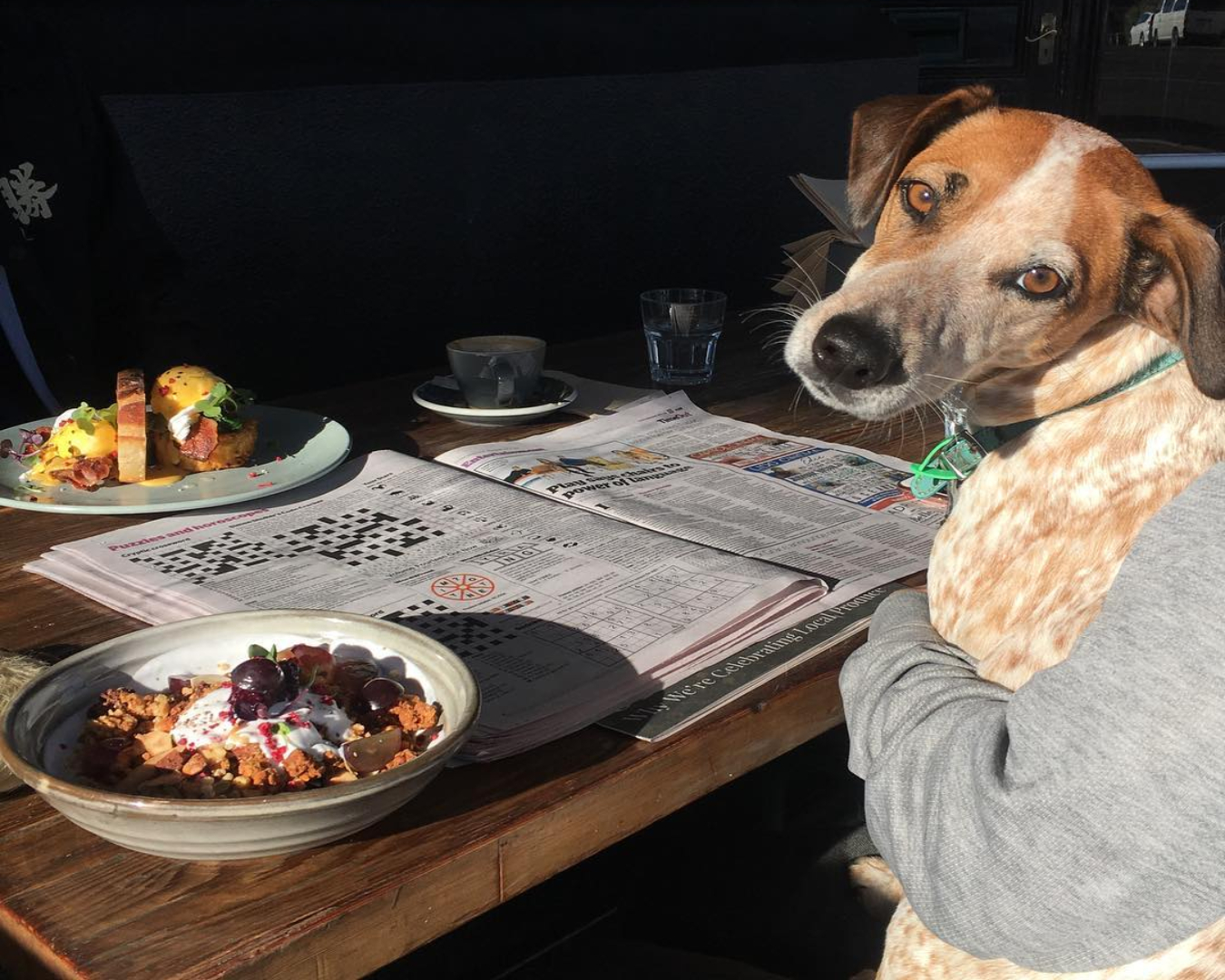 Dog sitting at an outdoor table with breakfast and coffee at Dear Jervois 