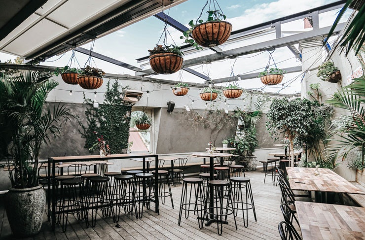The leafy rooftop bar, called Elm Rooftop, at The Taphouse in Sydney. 