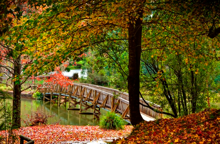 The wooden bridge at Emerald Lake park in Autumn. 