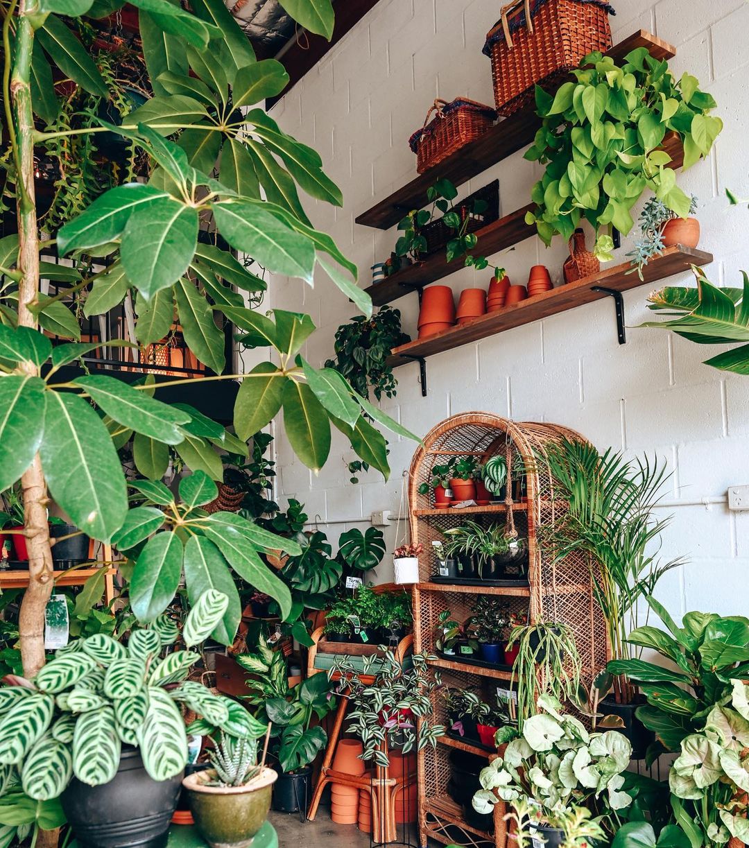 a shop full of plants