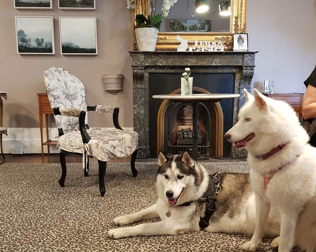 Two dogs by the fireplace at The Hughenden, one of the best pet friendly hotels in Sydney