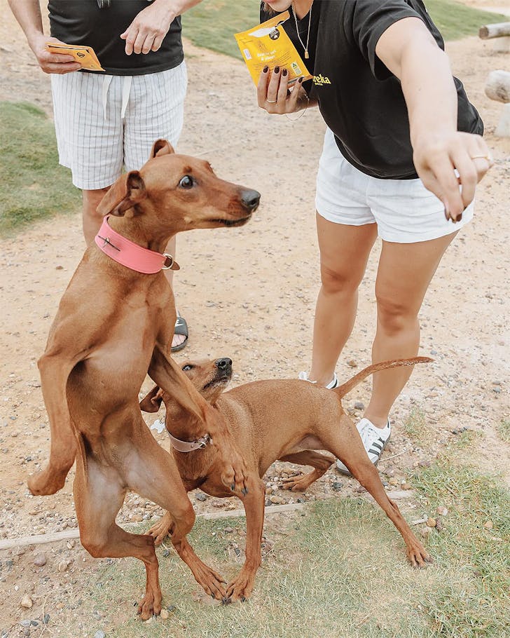 Dogs leap for doggie treats