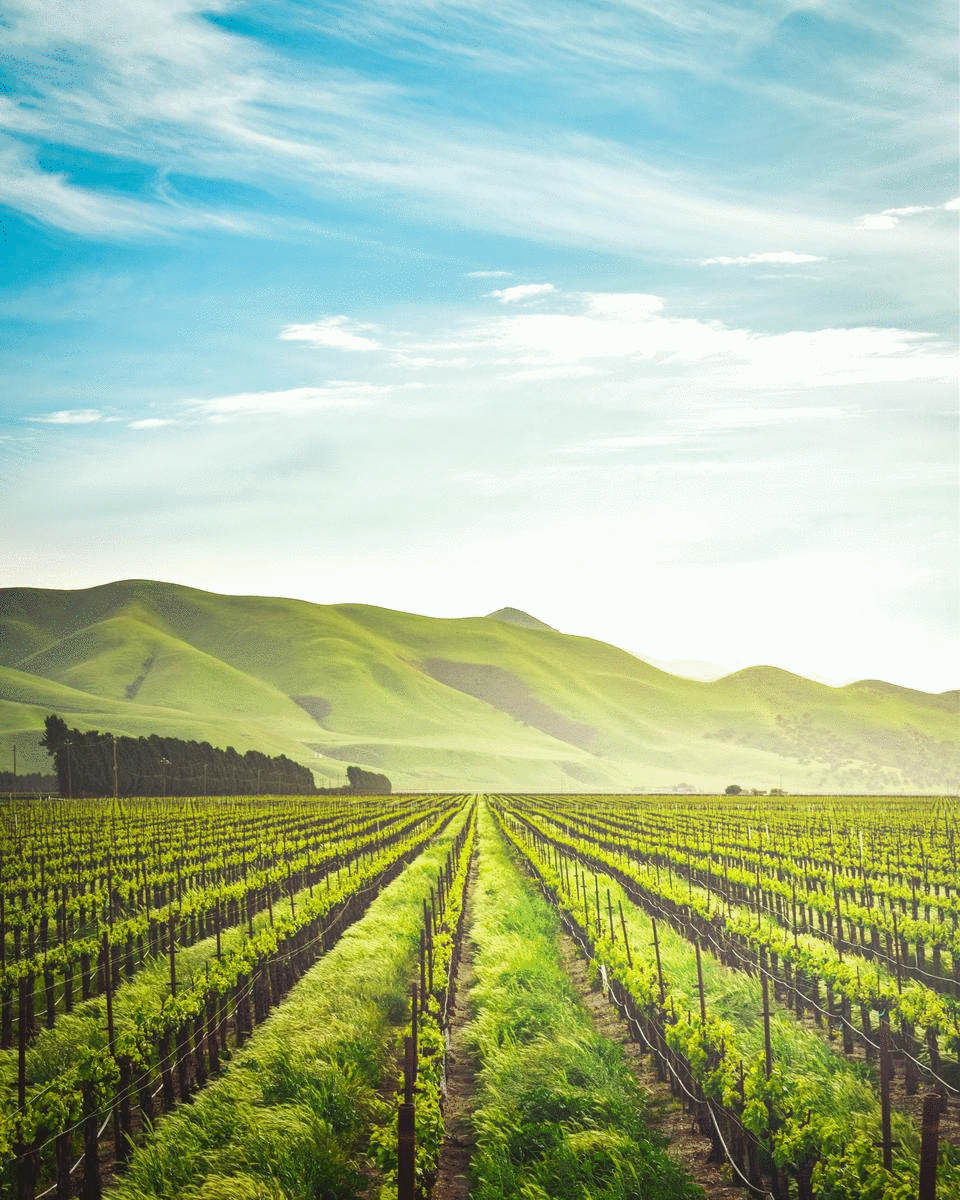 Day Trippin' 5 Local Vineyard Escapes To Tackle This Summer URBAN