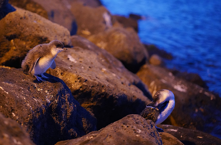 Two fairy penguins cleaning themselves on a rock at night.