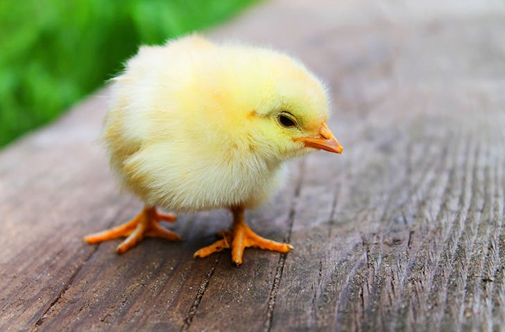 baby-animals-sunshine-coast