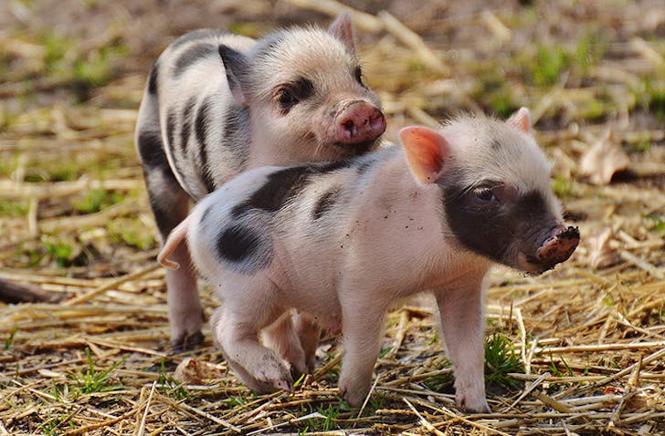 baby-animals-sunshine-coast