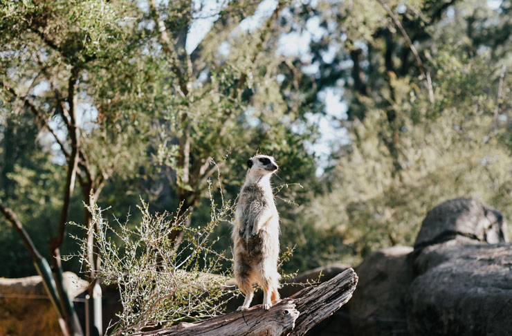 A meerkat standing in the bush of a zoo.