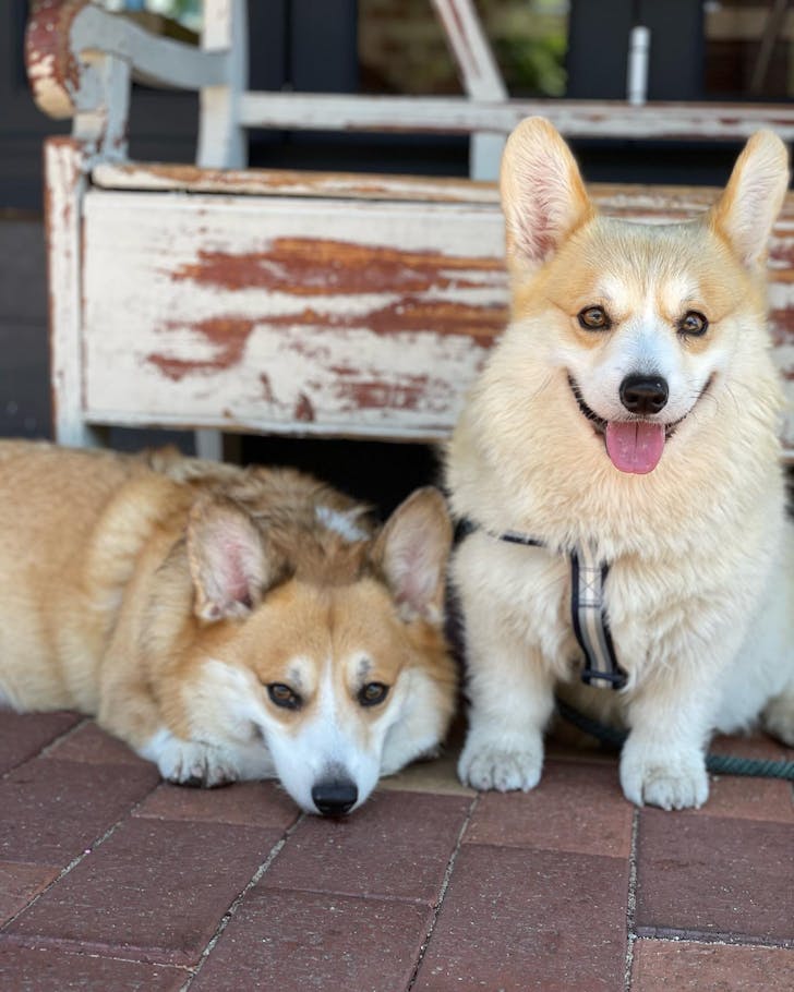 Two corgis outside Finlay & Sons