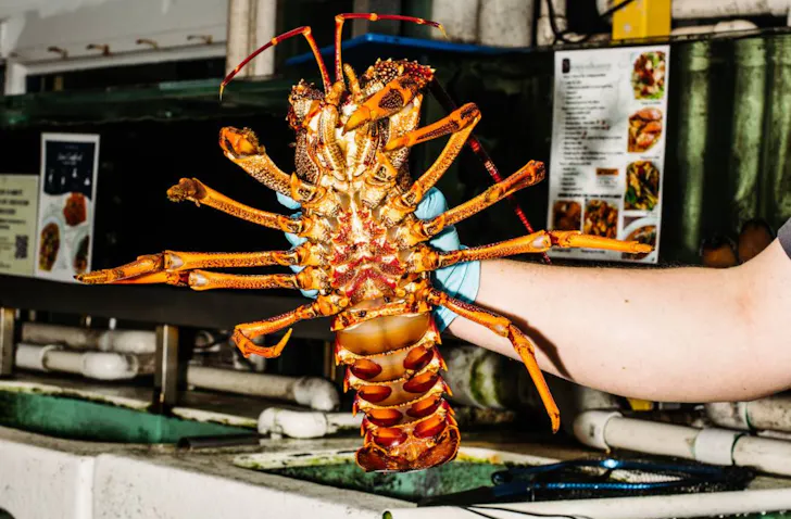 New Sydney Fish Markets