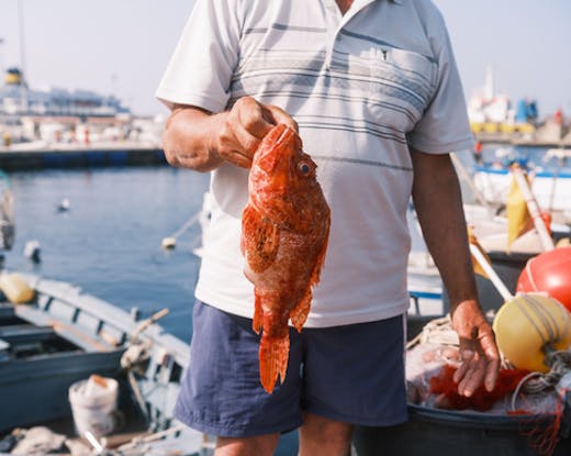 flaminia sydney restaurant seafood