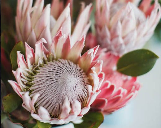 flora rose studio pop up ponsonby auckland florist