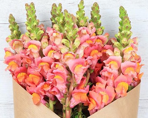 flower haul brisbane 