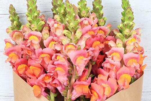 flower haul brisbane