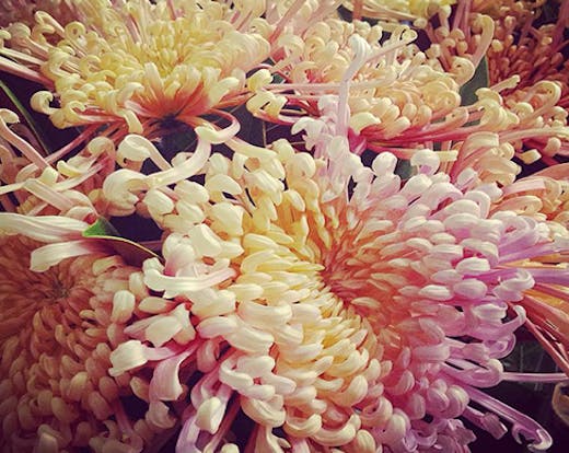 flowers after hours, florists auckland, auckland florists