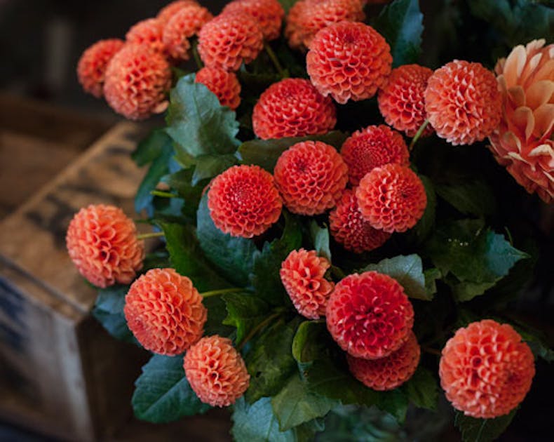 Flowers Vasette Urban List URBAN LIST MELBOURNE