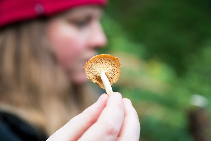 Someone holds up a mushroom in front of a girl.