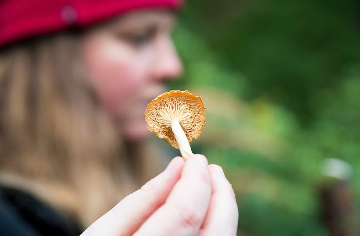 Someone holds up a mushroom in front of a girl.