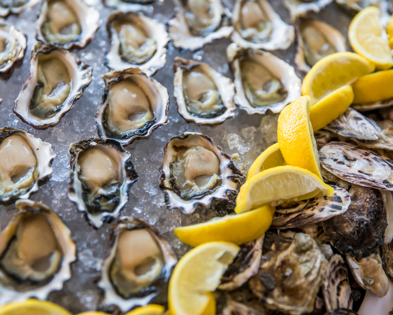 sydney oysters tour