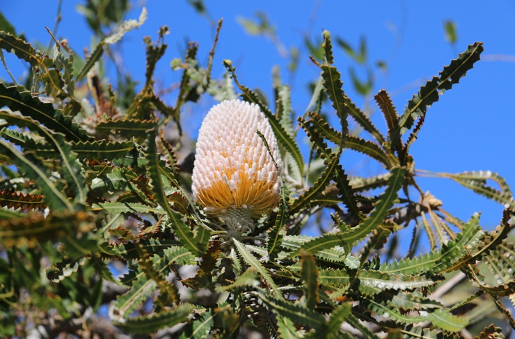 free tree giveaway sydney 