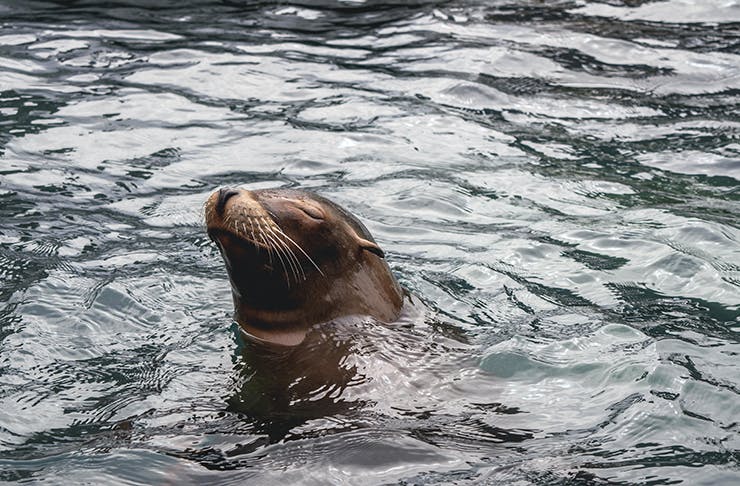 A seal popping its head out of the water with a playful look on its face.