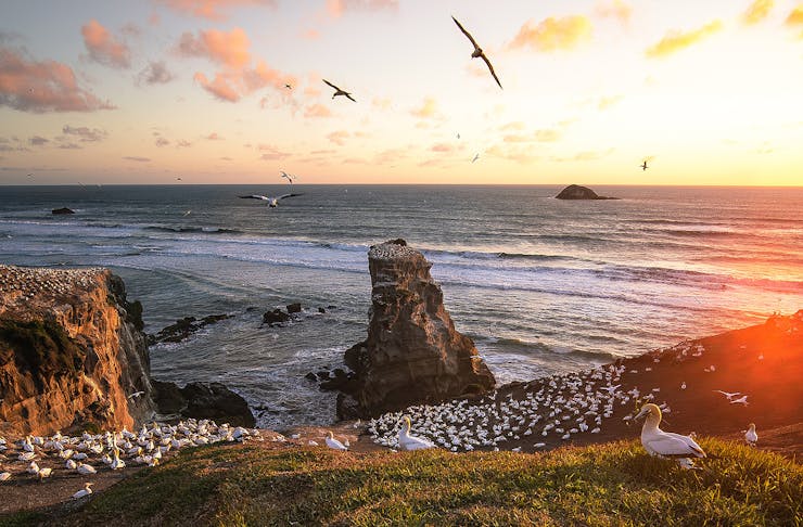 The gannet colony at Muriwai.